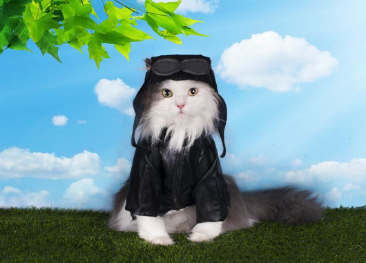 Cat In A Suit Against The Sky Pilot Wall Decal 2
