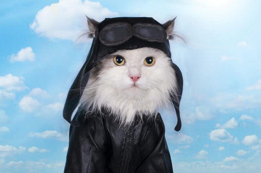 Cat In A Suit Against The Sky Pilot Wall Decal