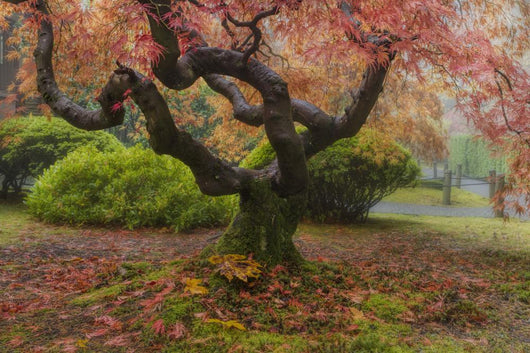 Japanese Maple Tree Wall Decal