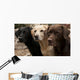 Three Colors Labrador Wall Decal