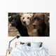 Three Colors Labrador Wall Decal