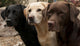 Three Colors Labrador Wall Decal