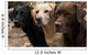 Three Colors Labrador Wall Decal