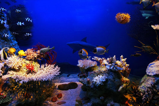 Underwater Scene Wall Decal