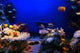 Underwater Scene Wall Decal