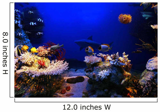 Underwater Scene Wall Mural