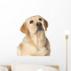 Beautiful Labrador retriever Wall Decal