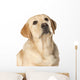 Beautiful Labrador retriever Wall Decal