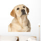 Beautiful Labrador retriever Wall Decal