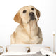 Beautiful Labrador retriever Wall Decal