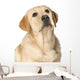 Beautiful Labrador retriever Wall Decal