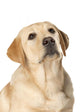 Beautiful Labrador Retriever Wall Decal