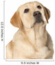 Beautiful Labrador retriever Wall Decal