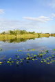 Lily Pads Everglades Wall Decal