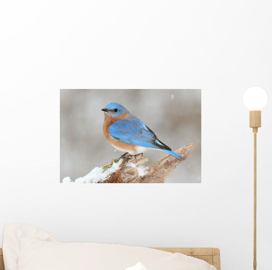 Male Eastern Bluebird in Snow Wall Mural