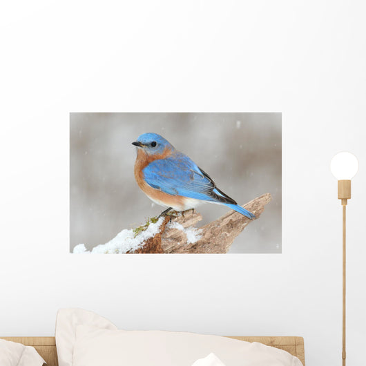 Male Eastern Bluebird in Snow Wall Mural