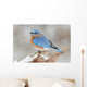 Male Eastern Bluebird in Snow Wall Mural