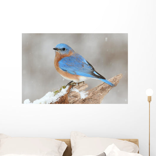 Male Eastern Bluebird in Snow Wall Mural