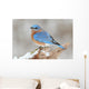 Male Eastern Bluebird in Snow Wall Mural