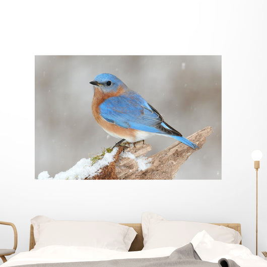 Male Eastern Bluebird in Snow Wall Mural