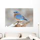 Male Eastern Bluebird in Snow Wall Mural