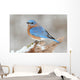 Male Eastern Bluebird in Snow Wall Mural