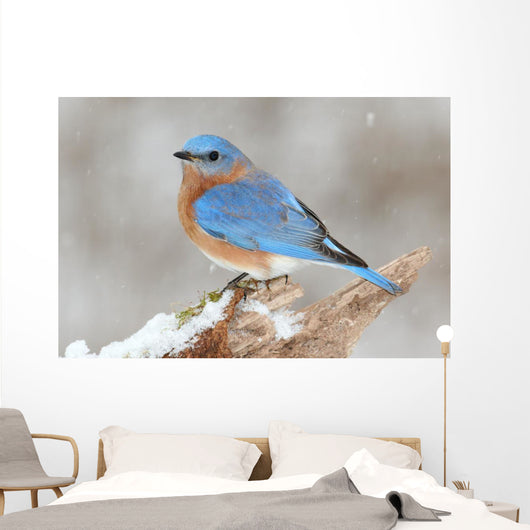 Male Eastern Bluebird in Snow Wall Mural