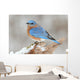 Male Eastern Bluebird in Snow Wall Mural