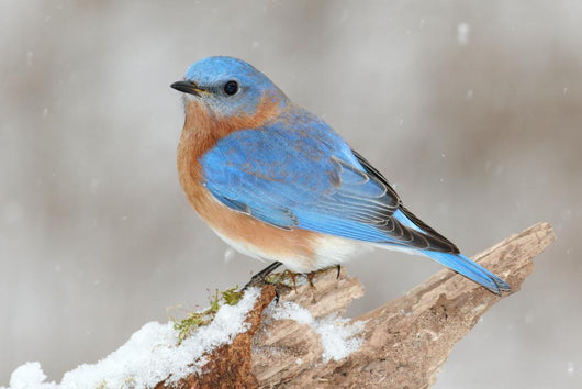 Male Eastern Bluebird In Snow Wall Decal