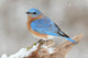 Male Eastern Bluebird In Snow Wall Decal