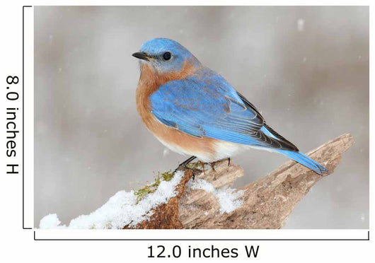 Male Eastern Bluebird in Snow Wall Mural