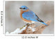 Male Eastern Bluebird in Snow Wall Mural