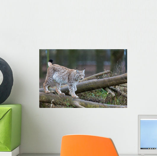Northern Lynx Wall Mural