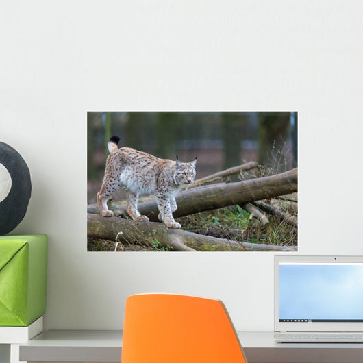 Northern Lynx Wall Mural