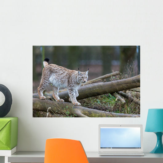 Northern Lynx Wall Mural