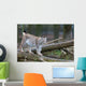 Northern Lynx Wall Mural