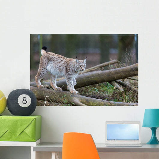 Northern Lynx Wall Mural