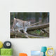 Northern Lynx Wall Mural