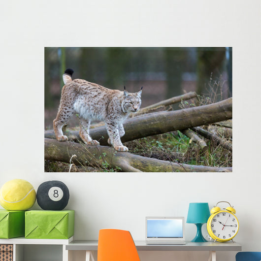 Northern Lynx Wall Mural