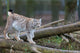 Northern Lynx Wall Decal
