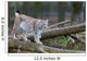 Northern Lynx Wall Mural