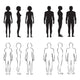 Human Body Anatomy, Front Vector Man, Woman Silhouette Wall Decal