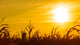 Corn Field At The Yellow Sunset Wall Decal