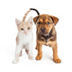 Puppy And Kitten Standing Together Wall Decal