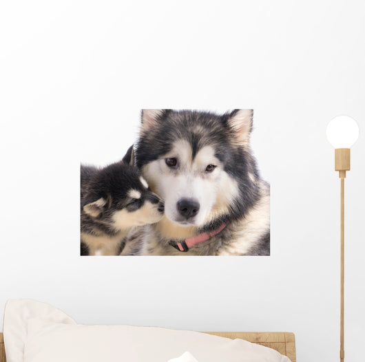 chien femelle Malamute et son chiot Wall Mural