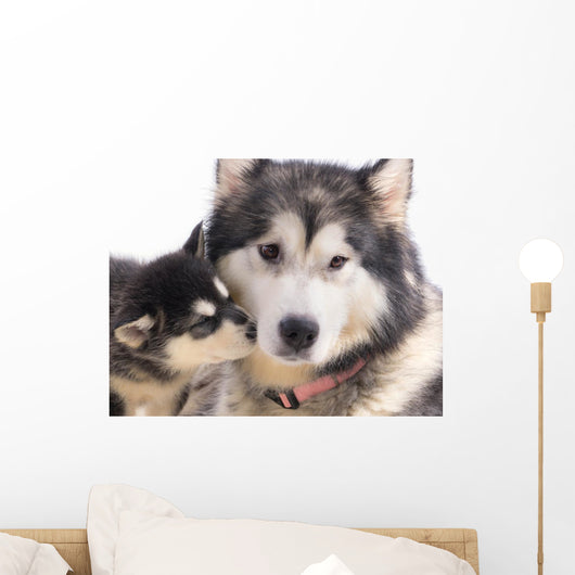 chien femelle Malamute et son chiot Wall Mural