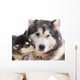 chien femelle Malamute et son chiot Wall Mural