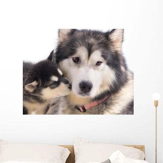 chien femelle Malamute et son chiot Wall Mural
