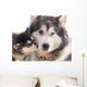 chien femelle Malamute et son chiot Wall Mural