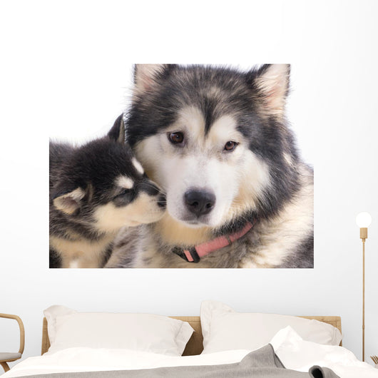 chien femelle Malamute et son chiot Wall Mural